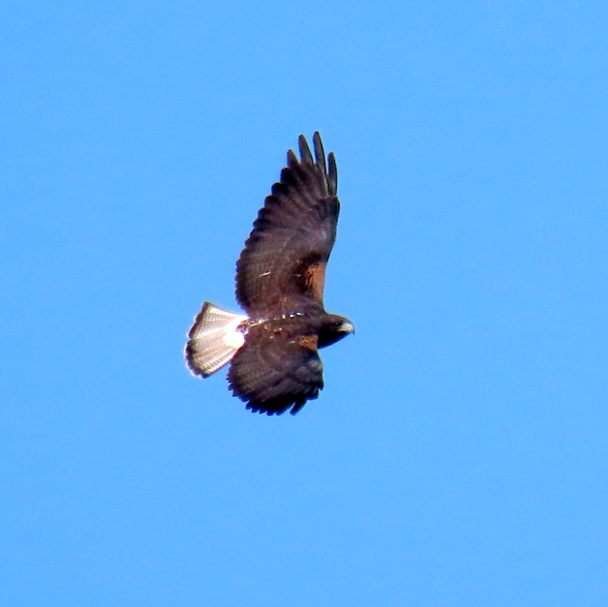 White-tailed Hawk - ML496122971