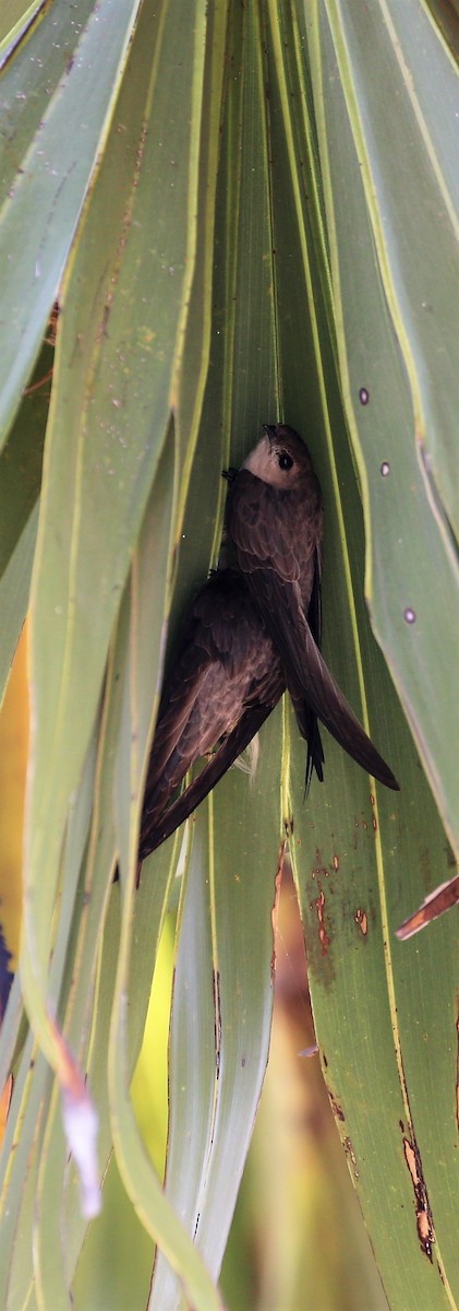 Asian Palm Swift - Surendhar Boobalan