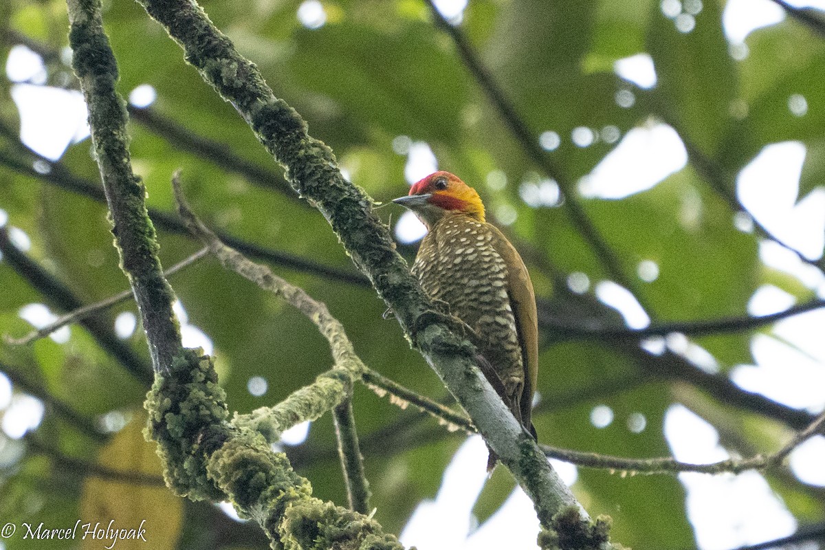 White-throated Woodpecker - ML496129981