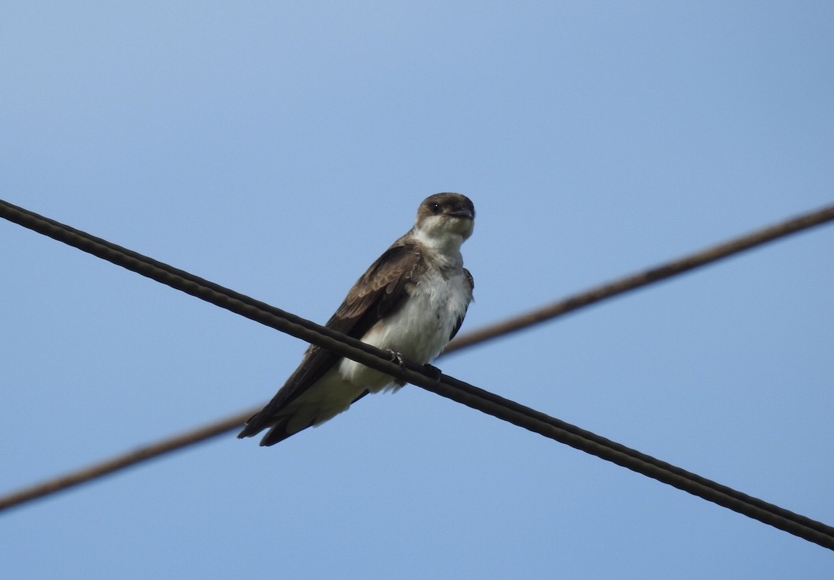 Brown-chested Martin - ML496134621