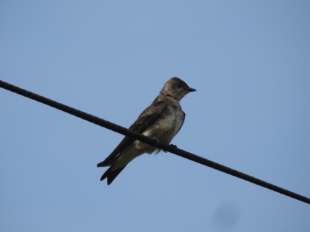 Brown-chested Martin - ML496134631