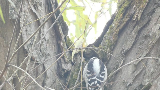 Downy Woodpecker (Eastern) - ML496134981