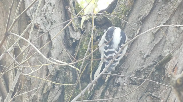 Downy Woodpecker (Eastern) - ML496135011