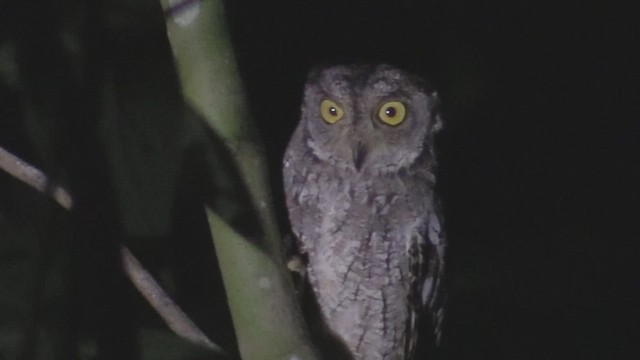 Moluccan Scops-Owl (Moluccan) - ML496138961
