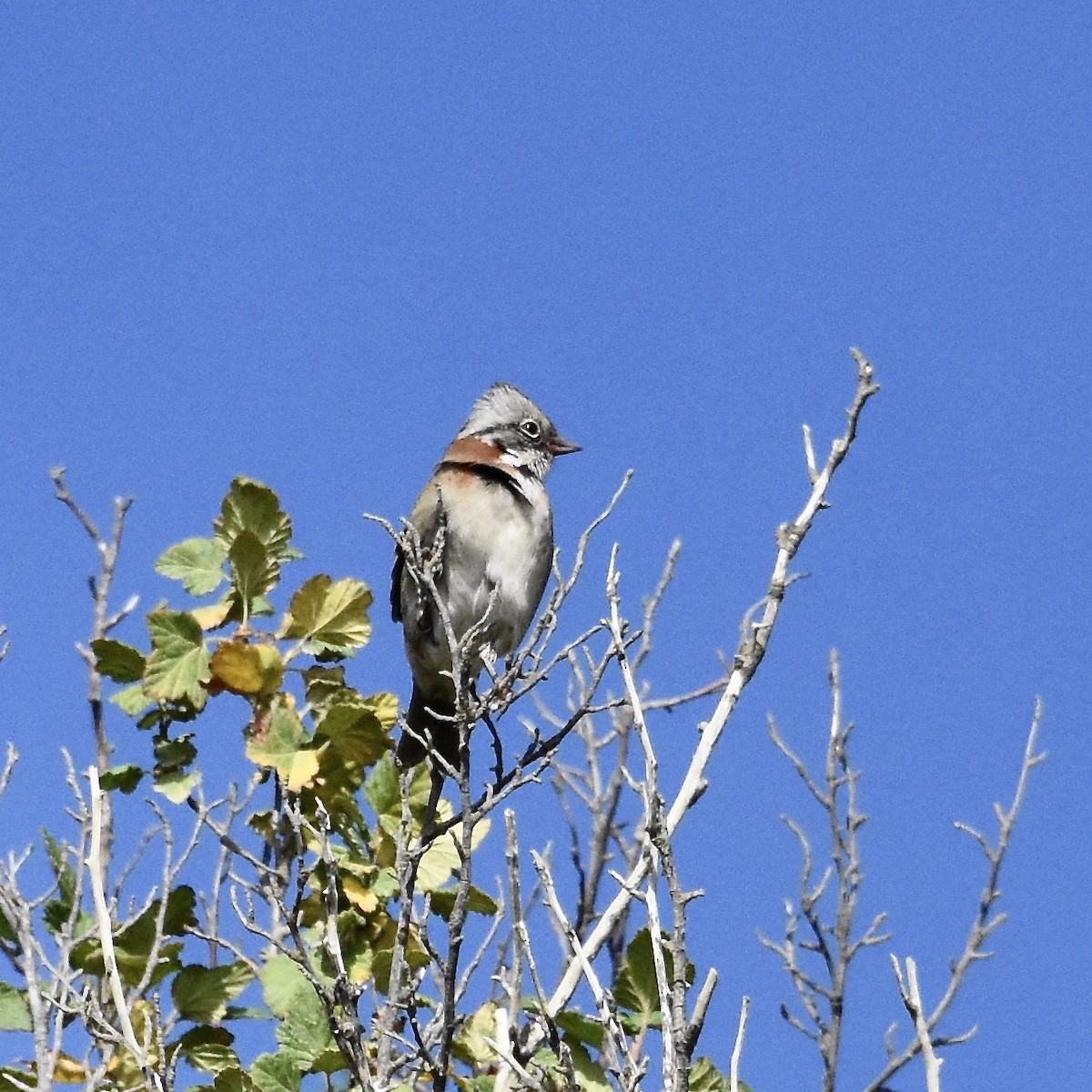 Rufous-collared Sparrow - ML496139211