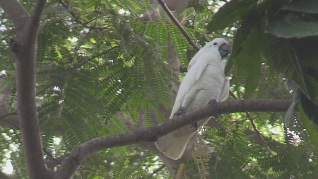 White Cockatoo - ML496139361
