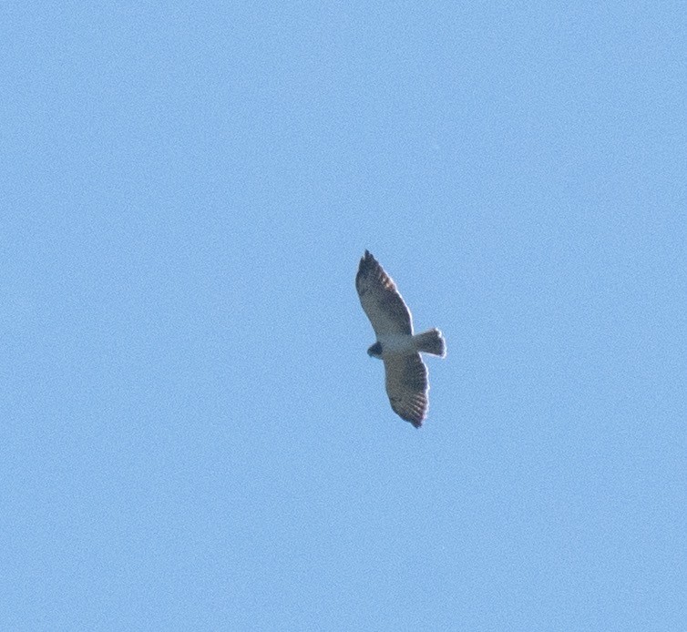 Short-tailed Hawk - ML496139591