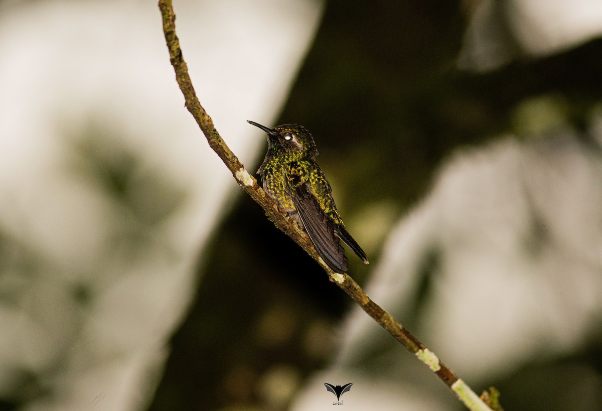 Emerald-chinned Hummingbird - ML496141831