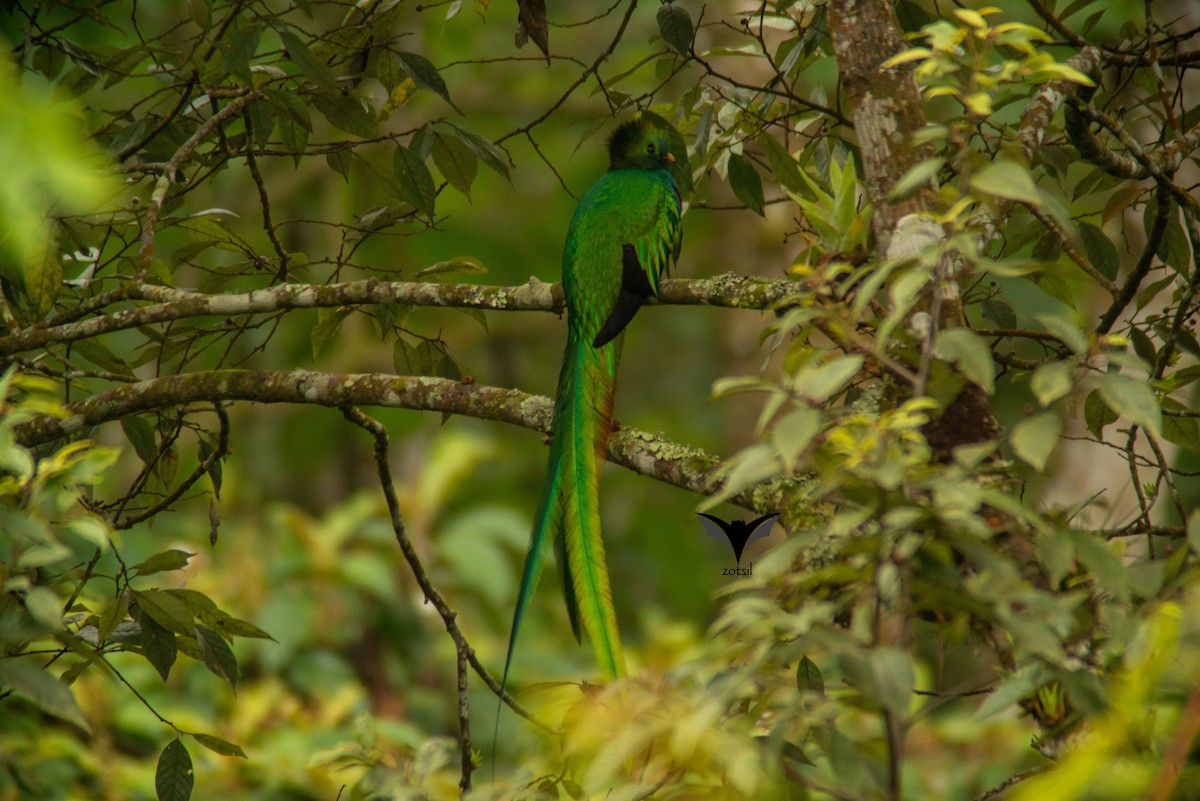 Quetzal resplendissant (mocinno) - ML496141991