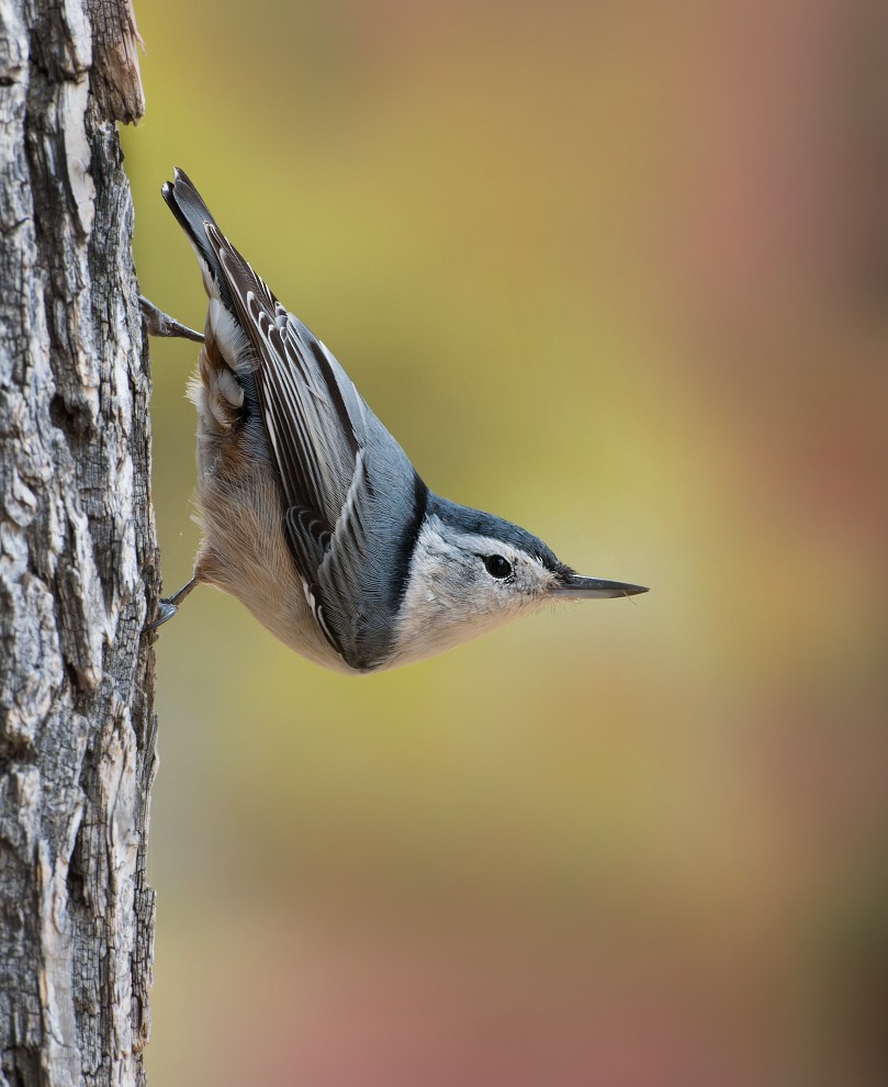 White-breasted Nuthatch - ML496143821