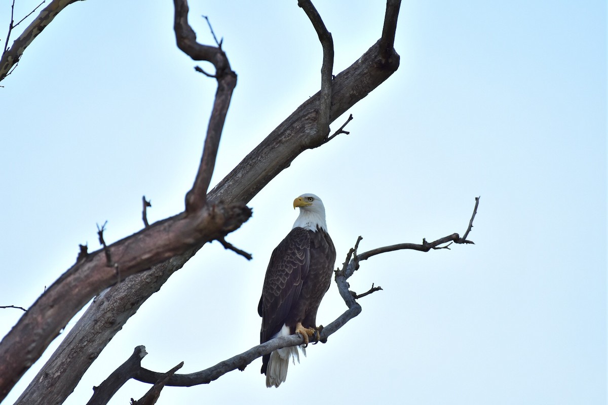 Bald Eagle - Kerry  Griffin