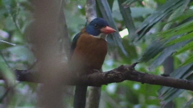 Green-backed Kingfisher (Blue-headed) - ML496145601