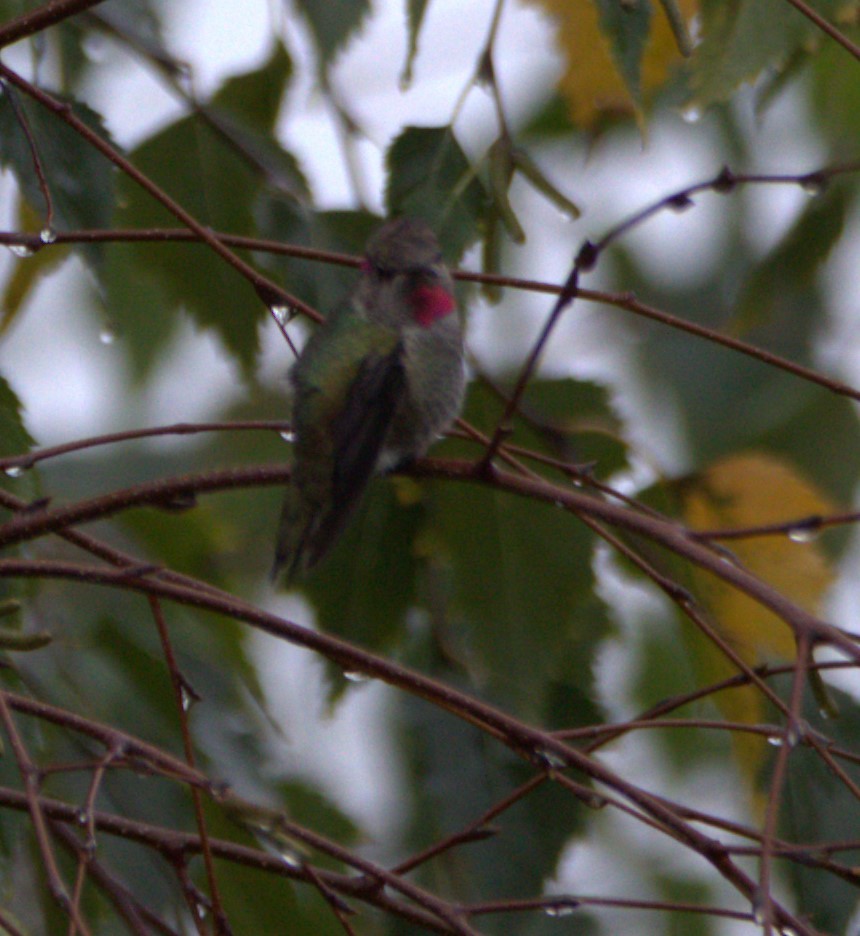 Anna's Hummingbird - ML496145881