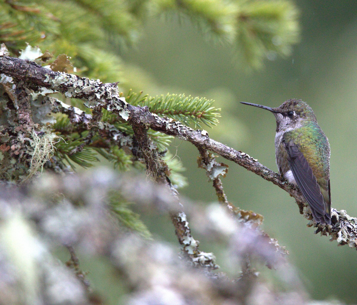 Anna's Hummingbird - ML496145921