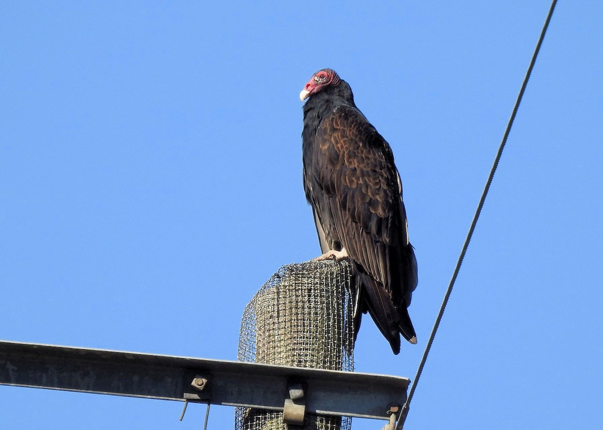 Turkey Vulture - ML496145941