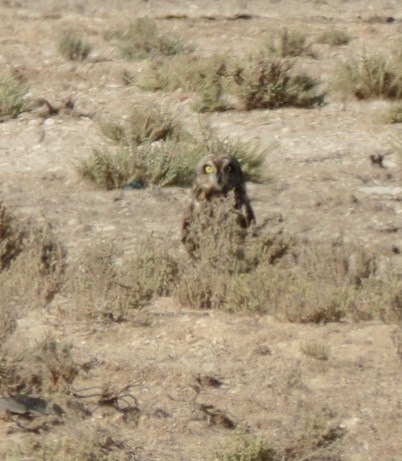Short-eared Owl - ML496151341