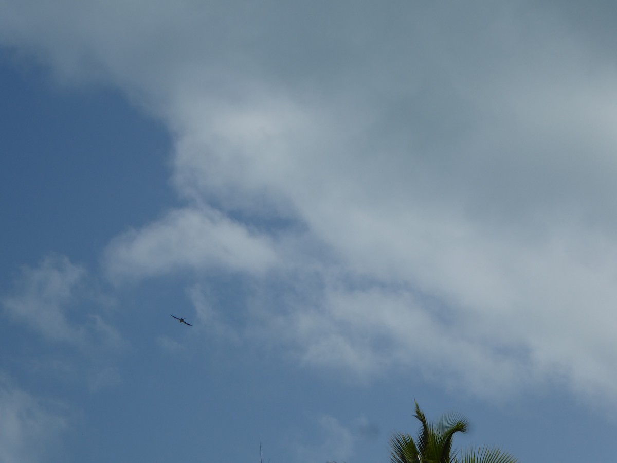Swallow-tailed Kite - elwood bracey