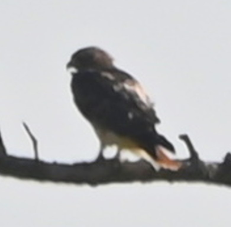 Red-tailed Hawk - ML496154701