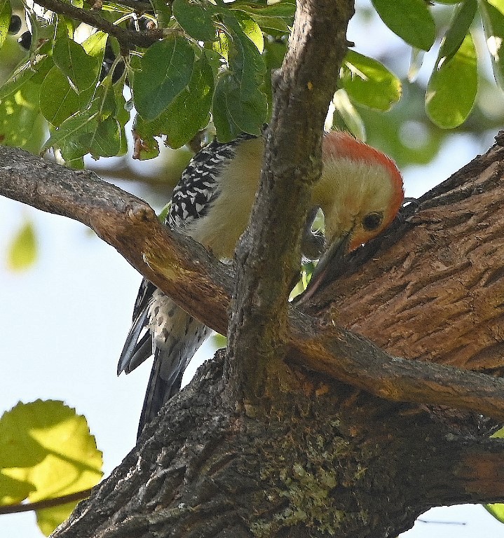 Red-bellied Woodpecker - ML496154741