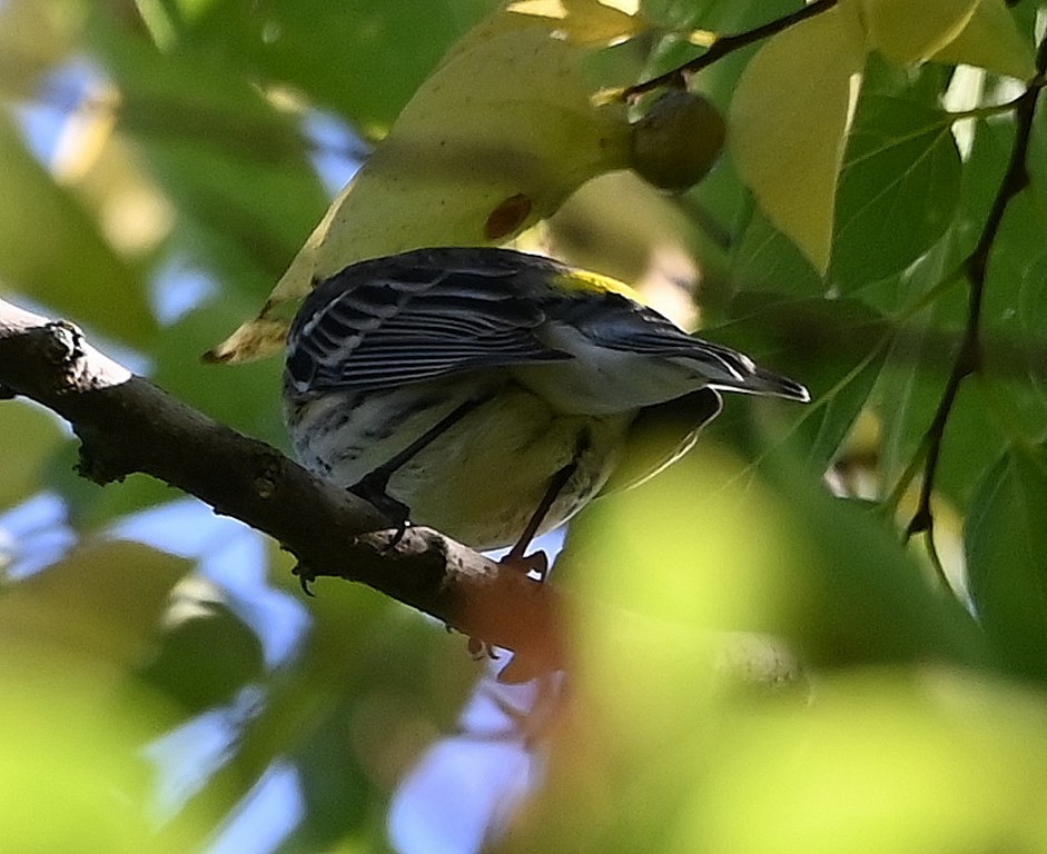 Yellow-rumped Warbler (Myrtle) - Steve Davis
