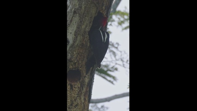 Pale-billed Woodpecker - ML496157951