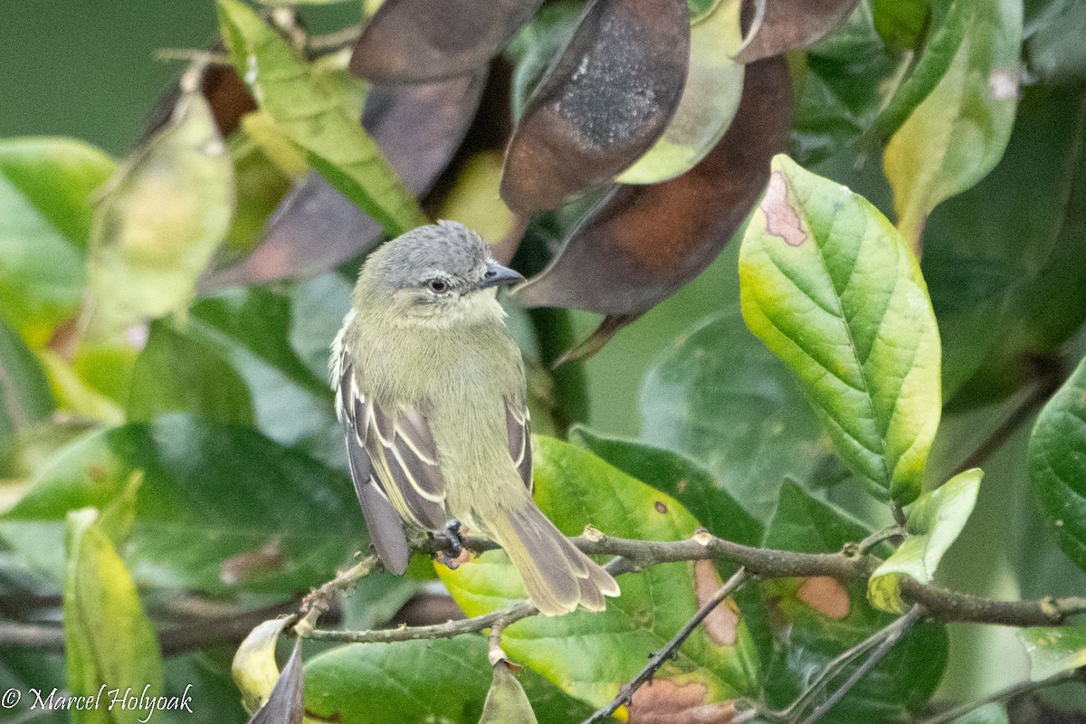 Gray-crowned Flatbill - ML496158801