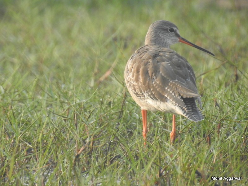 Spotted Redshank - ML49616091