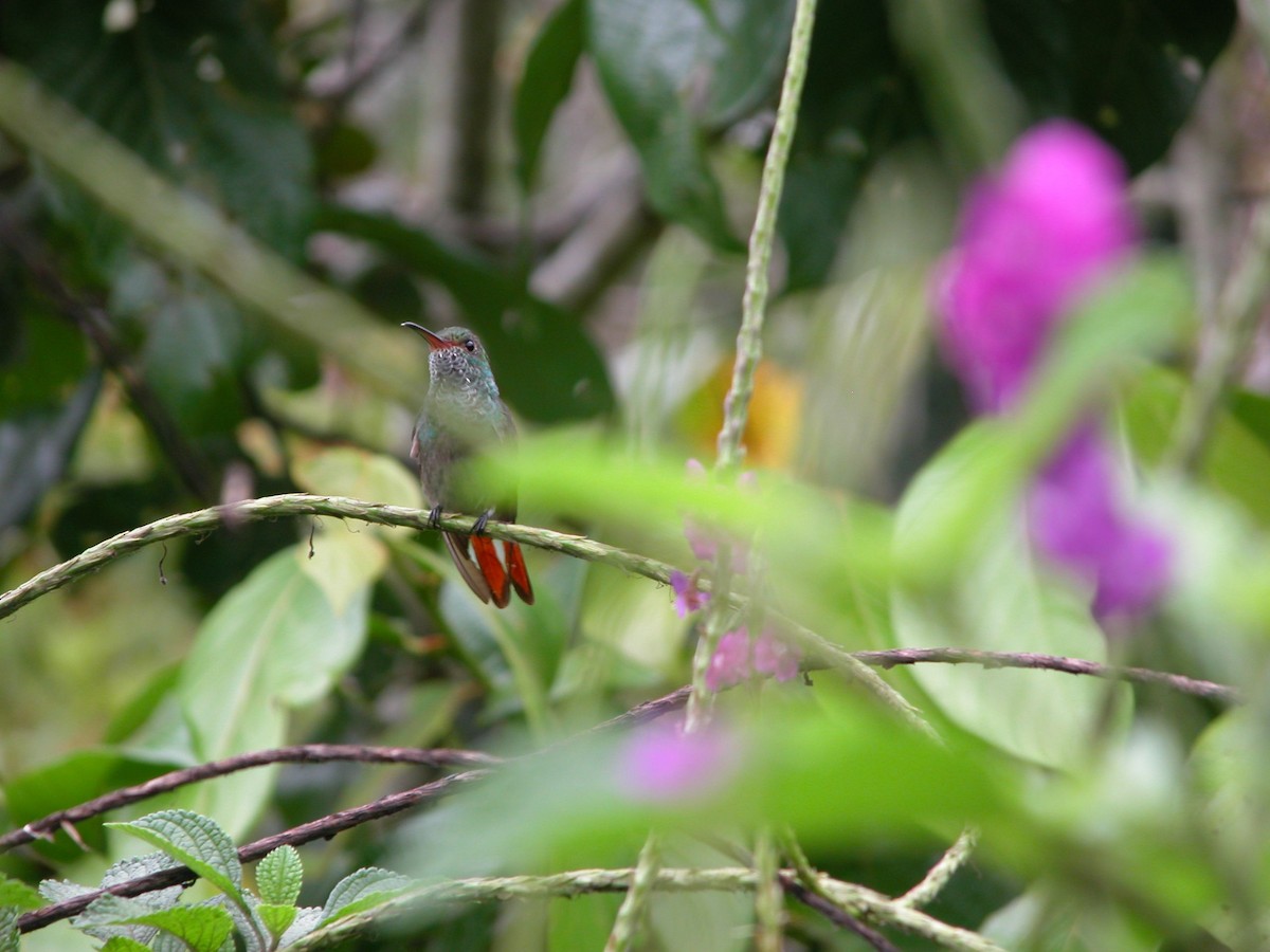 Rufous-tailed Hummingbird - ML496164781