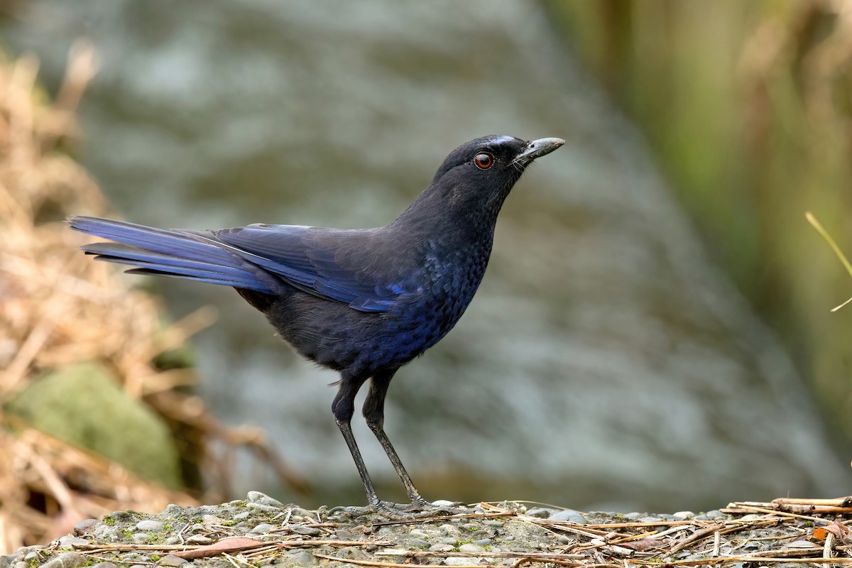 Тайваньская синяя птица - ML496165951