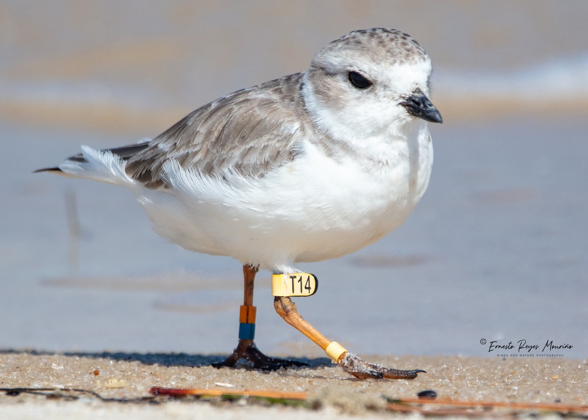 Piping Plover - ML496169491