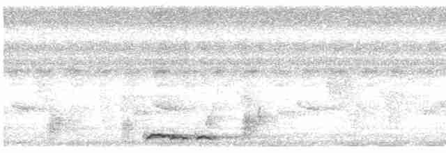 holoubek vlnkovaný - ML496172481