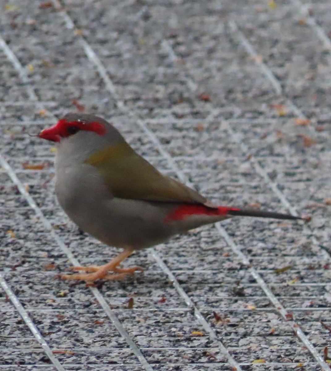 Red-browed Firetail - ML496174391