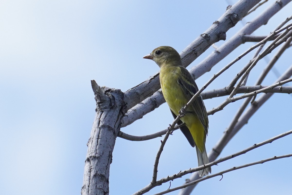 Western Tanager - ML496174641