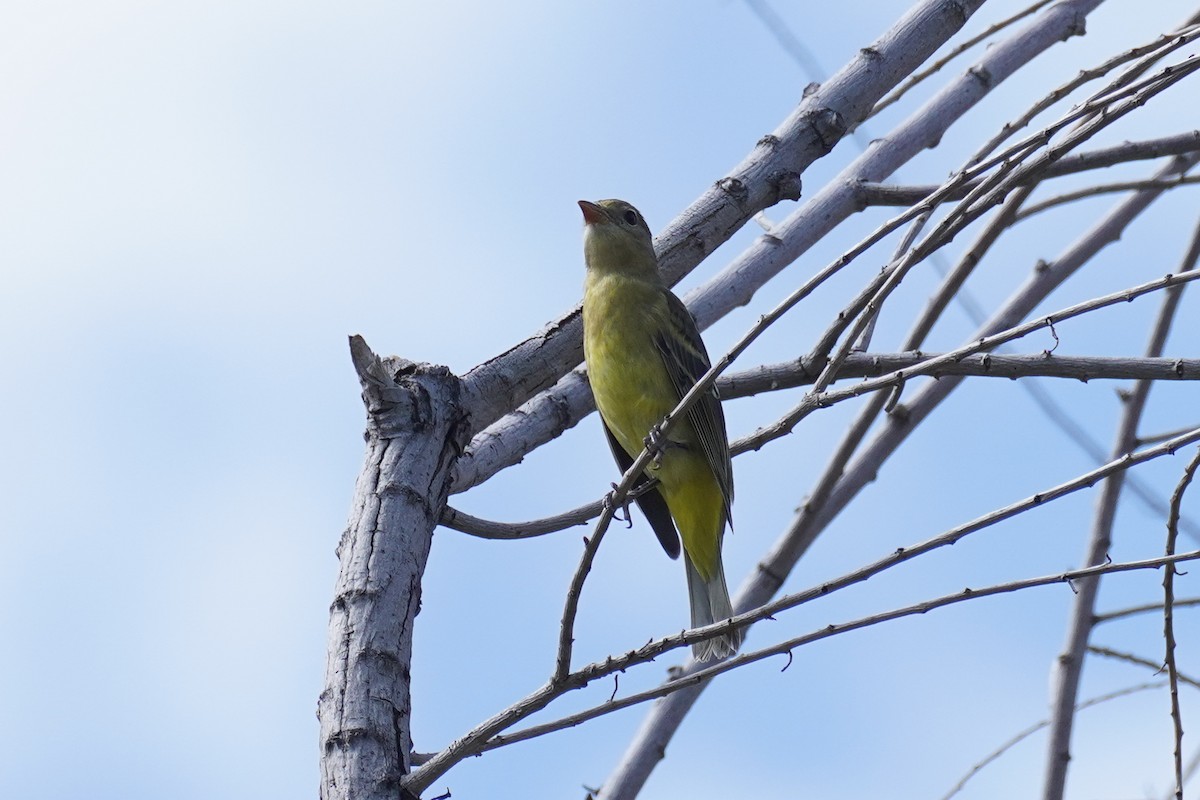 Western Tanager - ML496174651