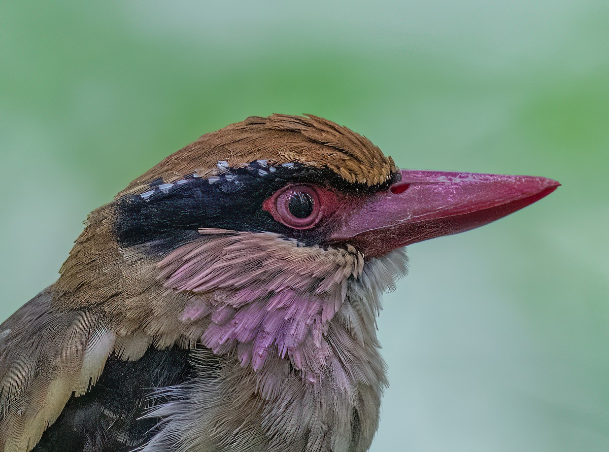 Sulawesi Lilac Kingfisher - ML496179231