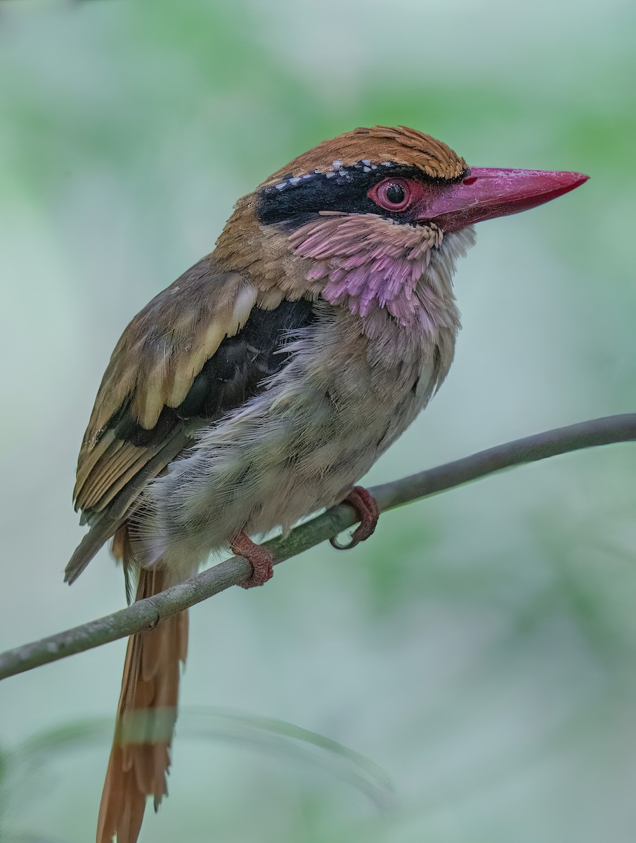 Sulawesi Lilac Kingfisher - ML496179241