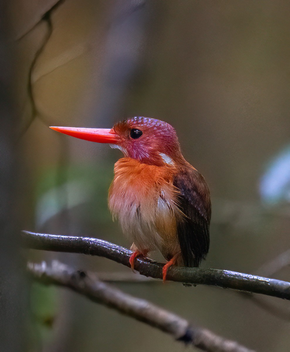 Sulawesi Dwarf-Kingfisher - ML496179291