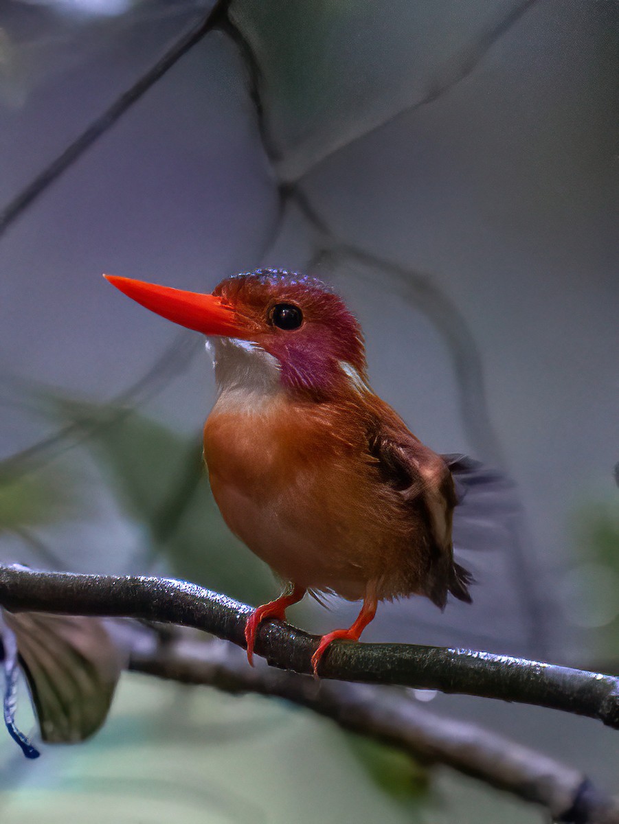 Sulawesi Dwarf-Kingfisher - ML496179301