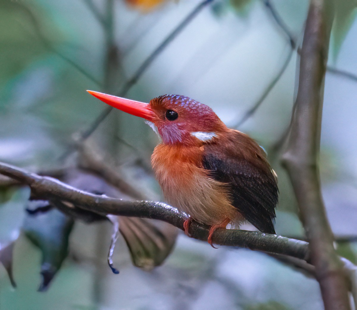 Sulawesi Dwarf-Kingfisher - ML496179311