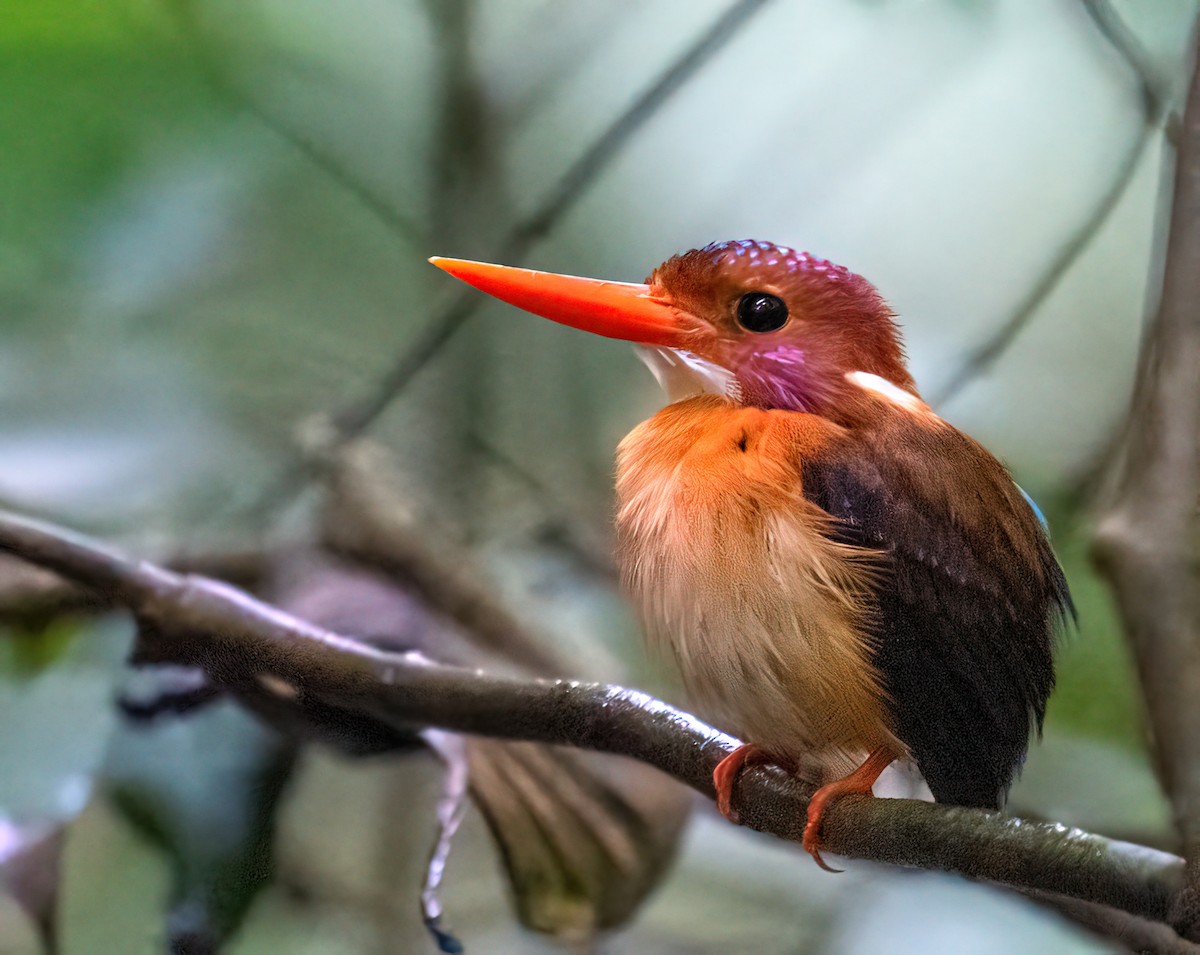 Sulawesi Dwarf-Kingfisher - ML496179321
