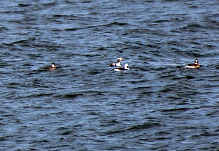 Long-tailed Duck - ML49617981