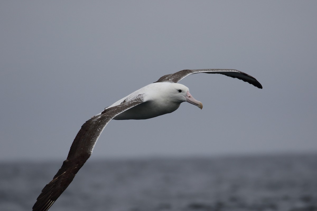 eBird Checklist 22 Oct 2022 Eaglehawk Neck Pelagic Trip 25