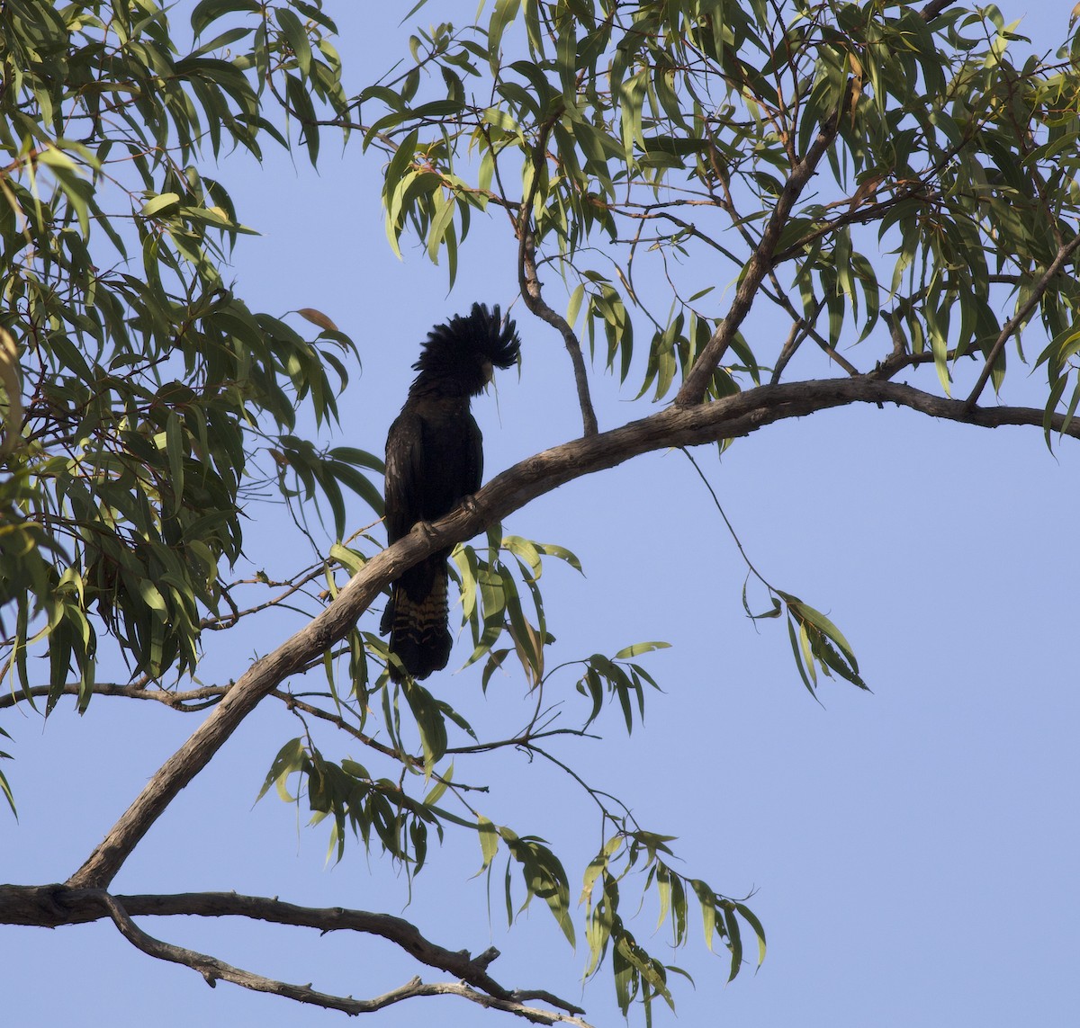 Red-tailed Black-Cockatoo - ML496182021