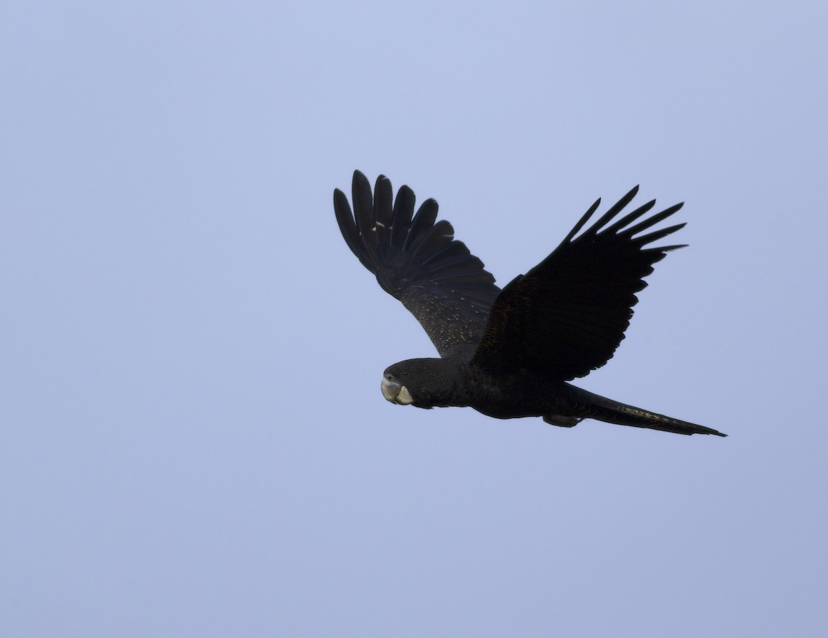 Red-tailed Black-Cockatoo - ML496182031