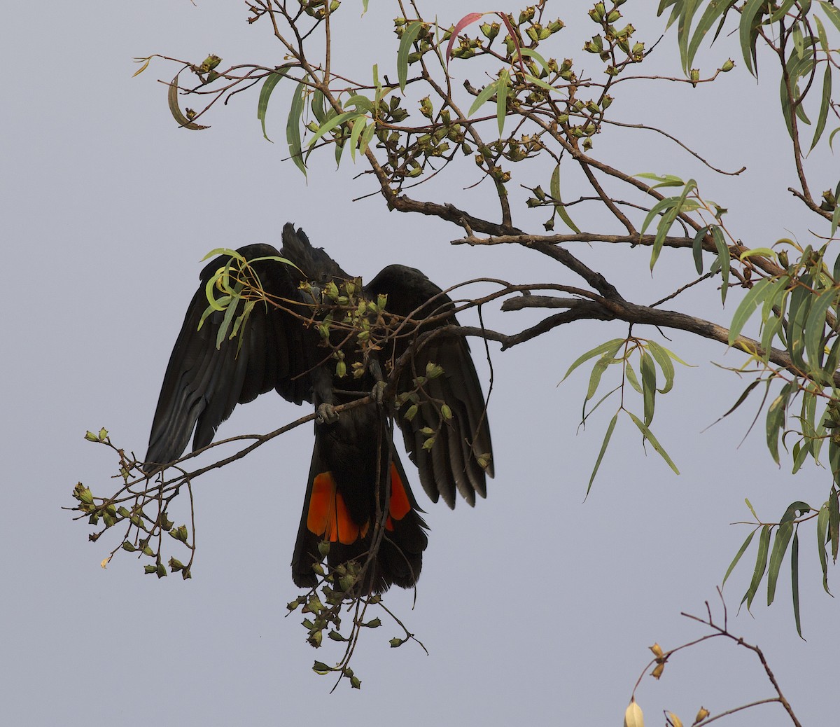 Red-tailed Black-Cockatoo - ML496182041