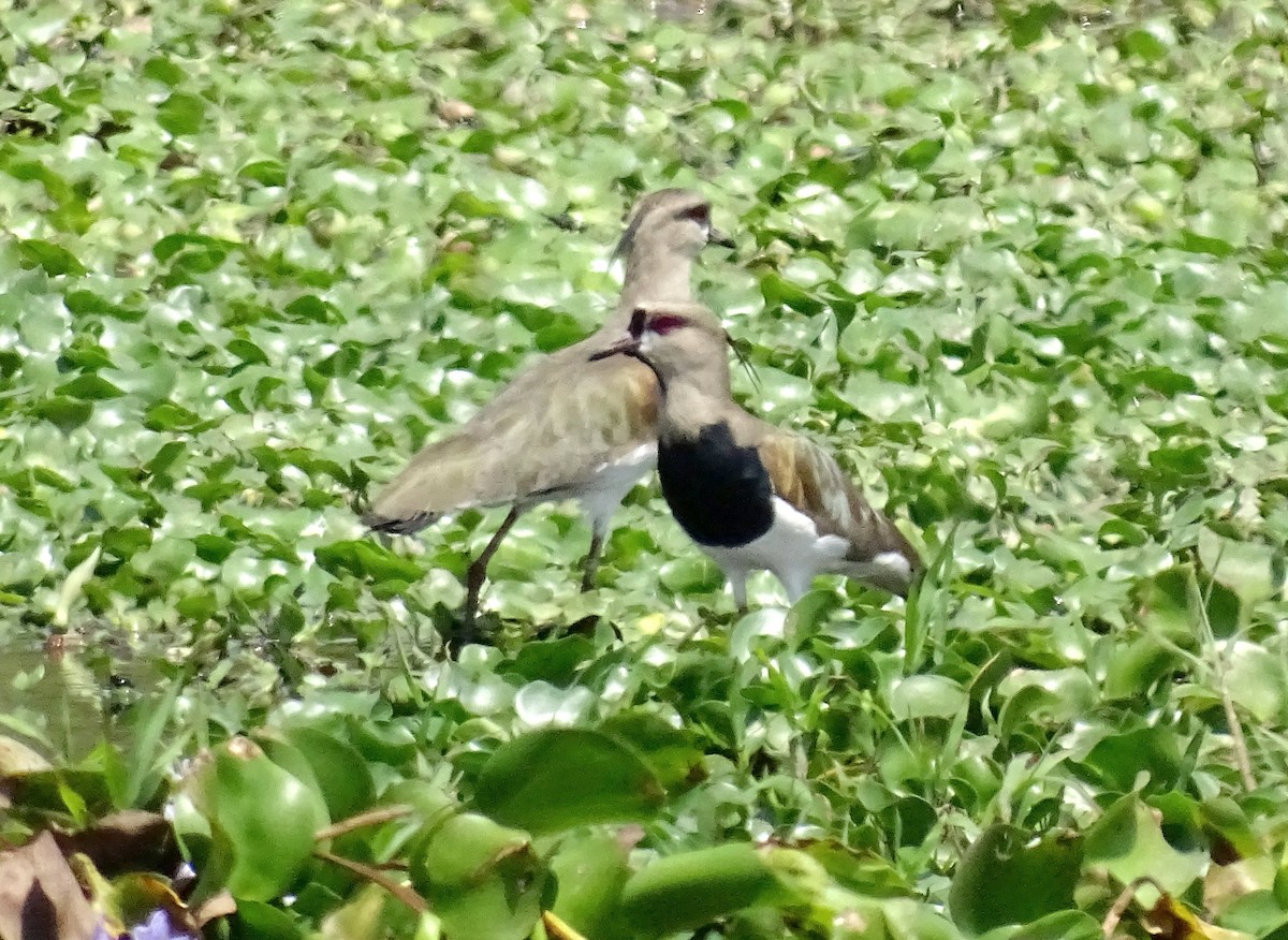 Southern Lapwing - Julio Acosta  ES Tour Guide