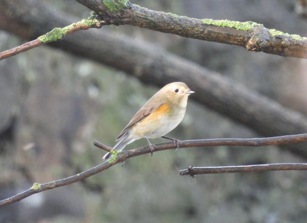 Red-flanked Bluetail - ML496183781