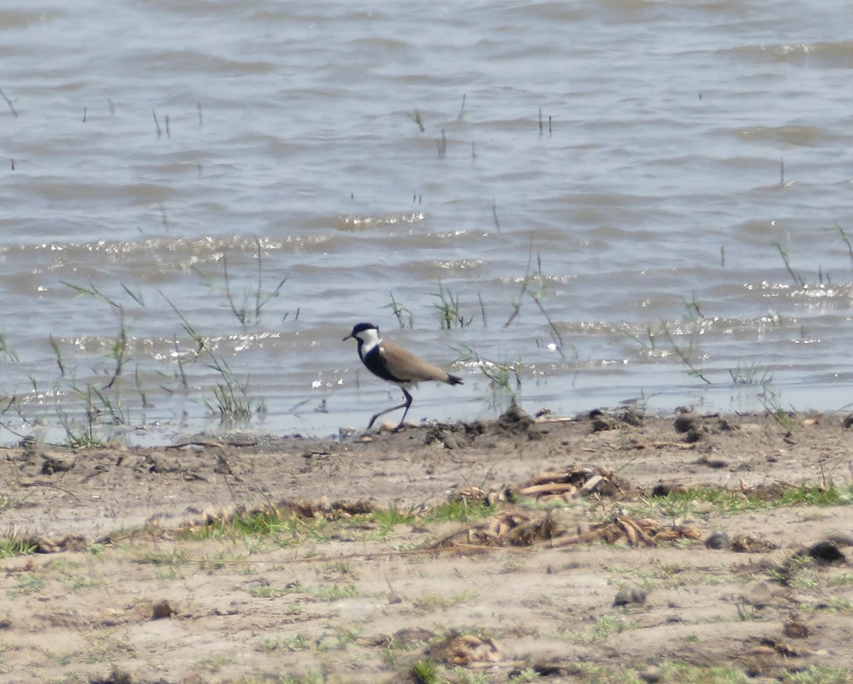 Spur-winged Lapwing - ML496185021