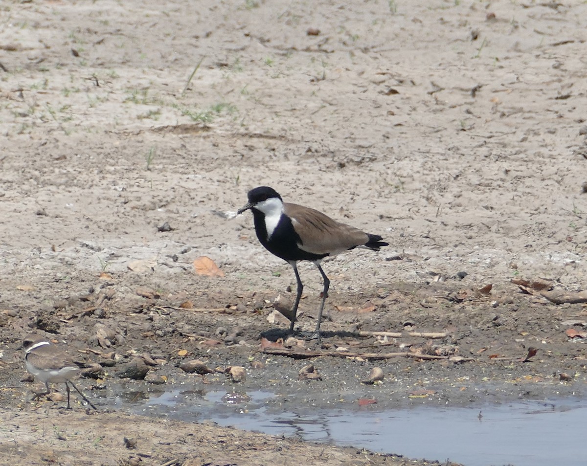 Spur-winged Lapwing - ML496185031