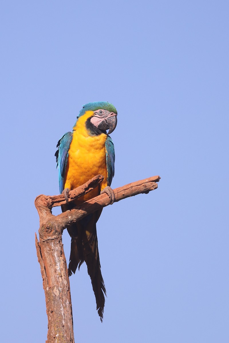 Blue-and-yellow Macaw - ML496186791